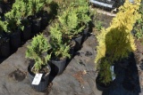 (6) Thuja Abor Vitae Tunneys