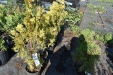 (4) Thuja Yellow Ribbon