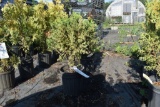 (2)Arborvitae Danica