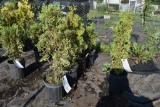 (4) Thuja Malonyana