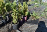 (3) Thuja Degroots Spire