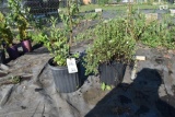 (1) Weigela (1) Spiria