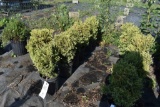 (7) Arborvitae Unk. Mini Globe