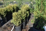 (6) Arborvitae Unk. Mini Globe