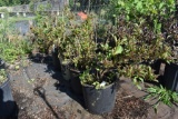 (4) Weigela