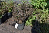 (4) Weigela Alexandra