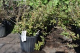 (6) Weigela Florida Rumba
