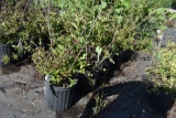 (5) Weigela Florida Rumba