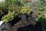 (7) Spirea Lemon Princess