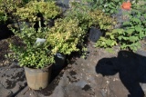 (7) Spirea Lemon Princess