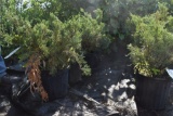 (5) Juniperus Sea Green Evergreens