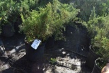 (5) Juniperus Sea Green Evergreens
