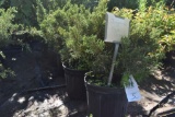 (5) Juniperus Sea Green Evergreens