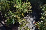 (5) Diervilla Lonicera