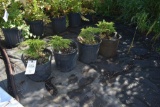 (4) Juniper Mini Arcadia