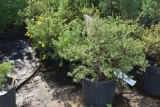 (5) Potentilla Fargo