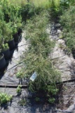 (8) Thuja Arborvitae Filiformis