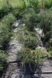 (8) Thuja Arborvitae Filiformis