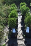 (5) Arborvitae Hetz Midget ( Mini Globe)