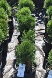 (5) Arborvitae Hetz Midget ( Mini Globe)