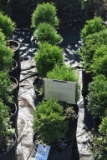 (5) Arborvitae Hetz Midget ( Mini Globe)