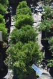 (5) Arborvitae Hetz Midget ( Mini Globe)