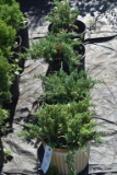 (4) Juniperus Blue Chip