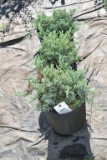 (3) Juniperus Blue Chip