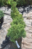 (4) Arborvitae Holmstrup