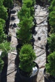 (6) Arborvitae Holmstrup