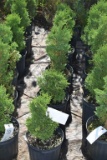 (5) Arborvitae Holmstrup