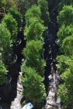 (5) Arborvitae Holmstrup