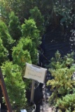 (5) Arborvitae Holmstrup
