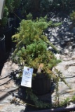 (5) Juniperus Weberi