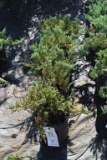 (5) Juniperus Weberi