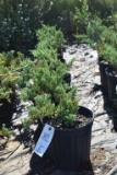 (6) Juniperus Weberi