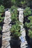 (6) Juniperus Weberi