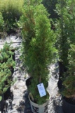 (5) Arborvitae Rosenthalii