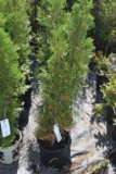 (4) Arborvitae Rosenthalii