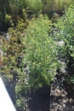 (6) Spiraea Renaissance