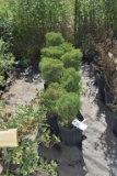 (8) Thuja Arborvitae Hosserii