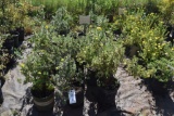 (14) Potentilla Absaraka