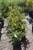 (9) Potentilla Fargo