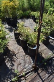 (3) Spirea Gold Mound