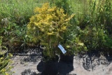 (1) Thuja Rushmore (2) Thuja Yellow Ribbon