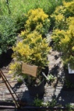 (5) Thuja Arbor Vitae Sunkist