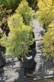 (2) Thuja Yellow Holmstrup