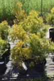 (9) Thuja Arbor Vita Yellow Ribbon