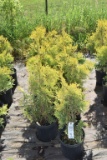 (7) Thuja Arbor Vita Yellow Ribbon