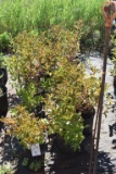 (10)Weigela Rumba